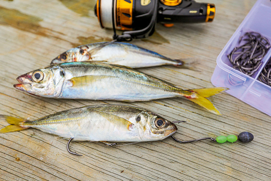 Bait - Fish City Hamilton